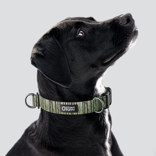 Birch Green Everyday Collar — Large