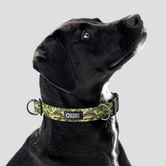 Camo Army Green Everyday Collar