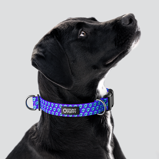 Cubular Blue Everyday Collar
