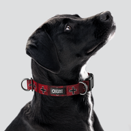 Łééchąą Yázhí (Puppy) Land Everyday Collar™ — Large