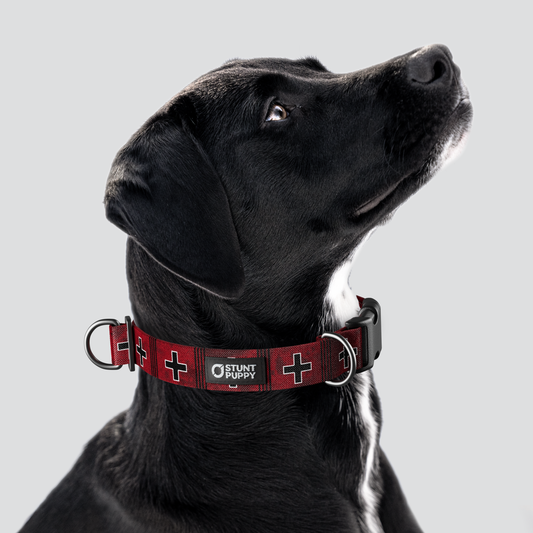Łééchąą Yázhí (Puppy) Land Everyday Collar™ — Large