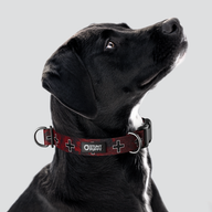 Łééchąą Yázhí (Puppy) Navajo Land Everyday Collar™ — Large