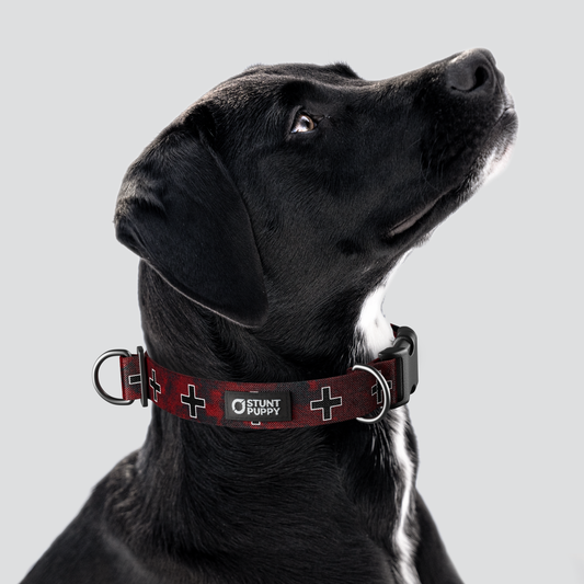 Łééchąą Yázhí (Puppy) Navajo Land Everyday Collar™