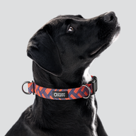 Fishtail Red Blue Everyday Collar — Large