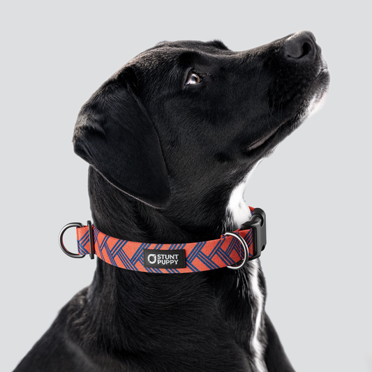 Fishtail Red Blue Everyday Collar