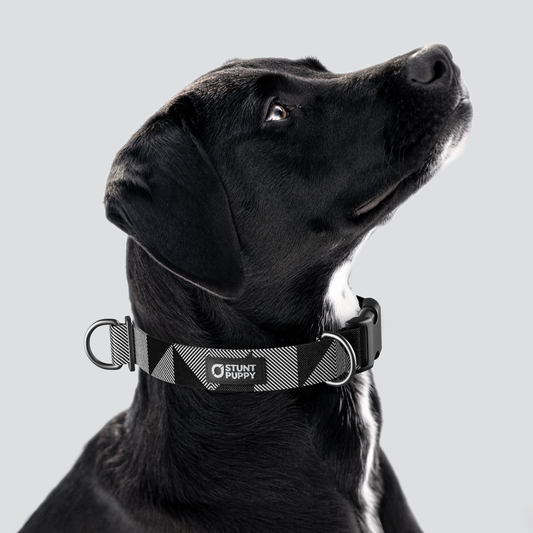 Flag Mono Everyday Collar