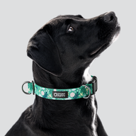 Frolic Spring Everyday Collar — Large