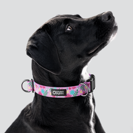 Frolic Summer Everyday Collar — Large