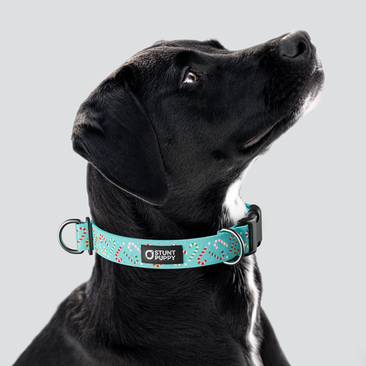 Candy Canes Aqua Everyday Collar — Large