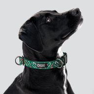 Candy Canes Green Everyday Collar — Large