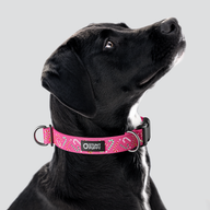 Candy Canes Pink Everyday Collar — Large