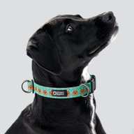 Rocky Boy Pop Cookies Best Everyday Collar — Large