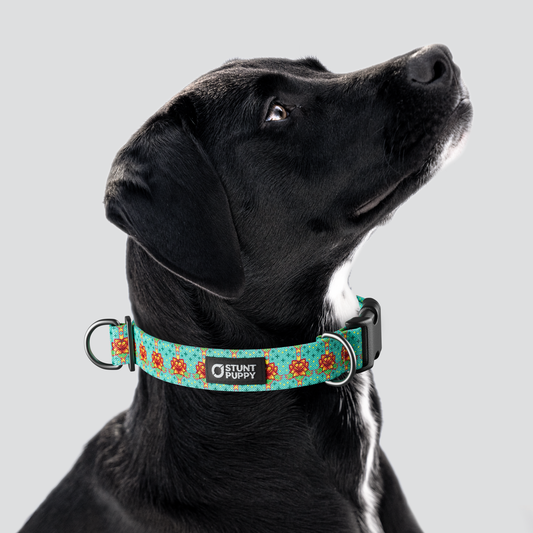 Rocky Boy Pop Cookies Best Everyday Collar