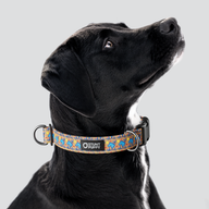 Rocky Boy Pop Plains Guardians Everyday Collar — Large