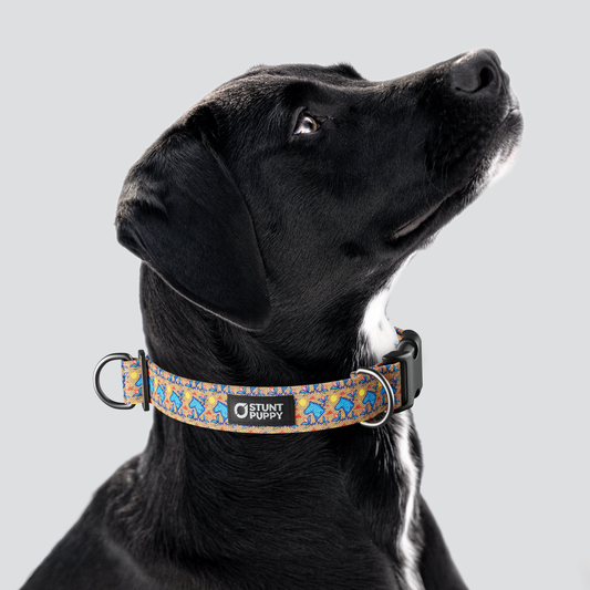 Rocky Boy Pop Plains Guardians Everyday Collar — Large