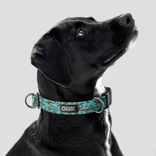 Jill Kittock Branch Manager Everyday Collar — Large
