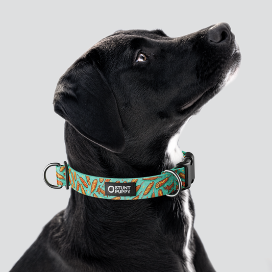 Jill Kittock Corndog Everyday Collar