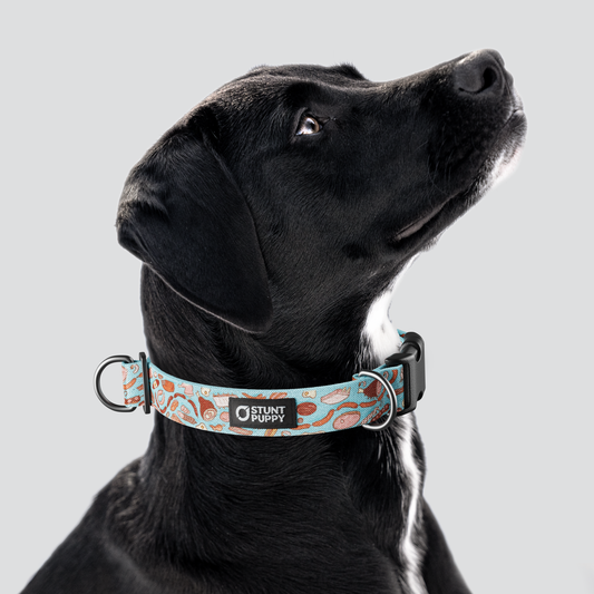 Jill Kittock Meats Everyday Collar