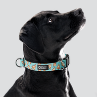 Jill Kittock Pizza Everyday Collar — Large