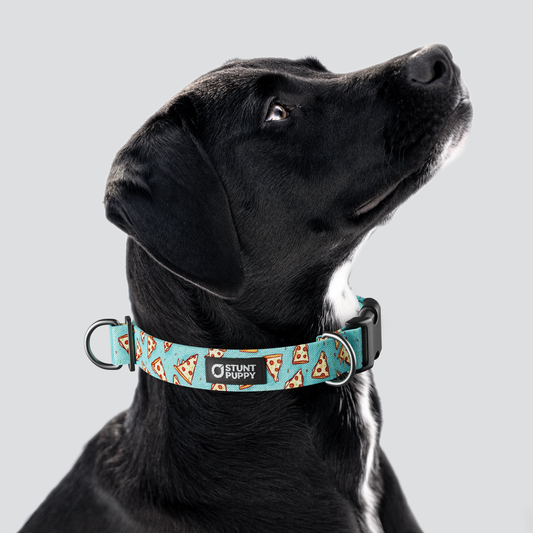 Jill Kittock Pizza Everyday Collar — Large