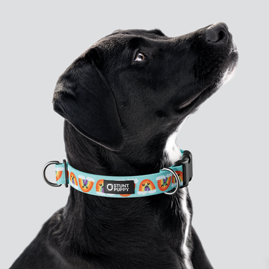 Jill Kittock Rainbow Everyday Collar — Large