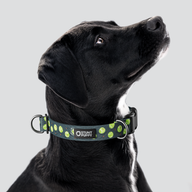 Jill Kittock Tennis Balls Everyday Collar — Large