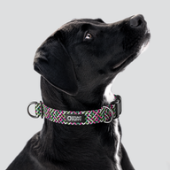 Lattice Pink Everyday Collar — Large