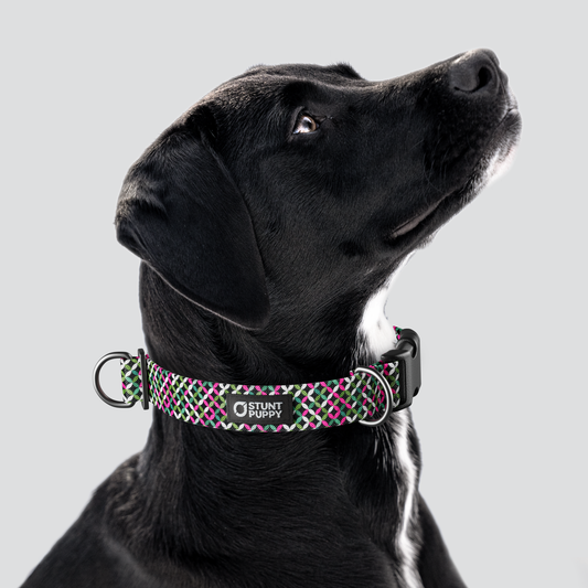 Lattice Pink Everyday Collar — Large