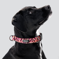 Leaves Fall Everyday Collar — Large