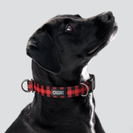 Lumberpup™ Buffalo Everyday Collar — Large