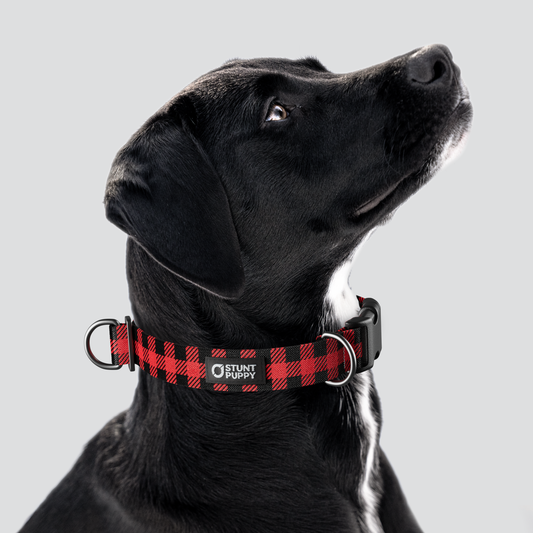 Lumberpup™ Buffalo Everyday Collar