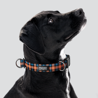 Lumberpup™ Emily Everyday Collar — Large