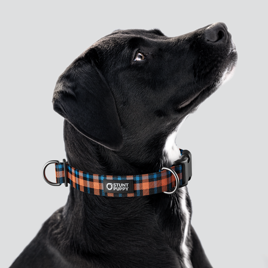 Lumberpup™ Emily Everyday Collar — Large