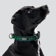 Lumberpup™ Scotsman Everyday Collar — Large