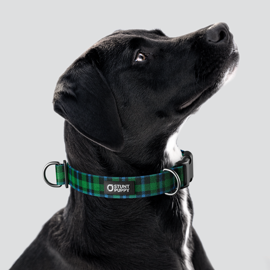 Lumberpup™ Scotsman Everyday Collar — Large