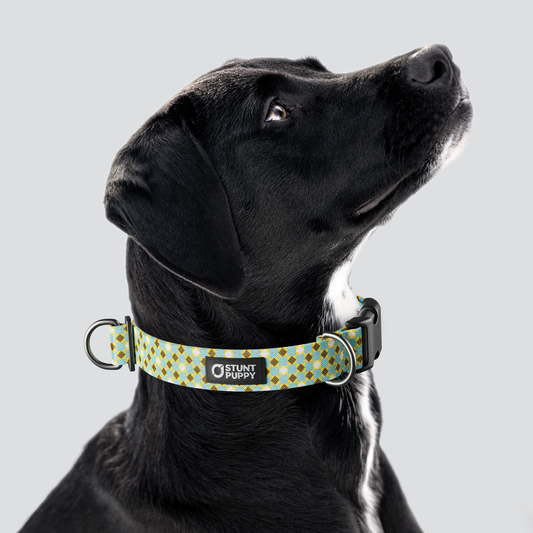 Mod Tie Light Blue Everyday Collar — Large