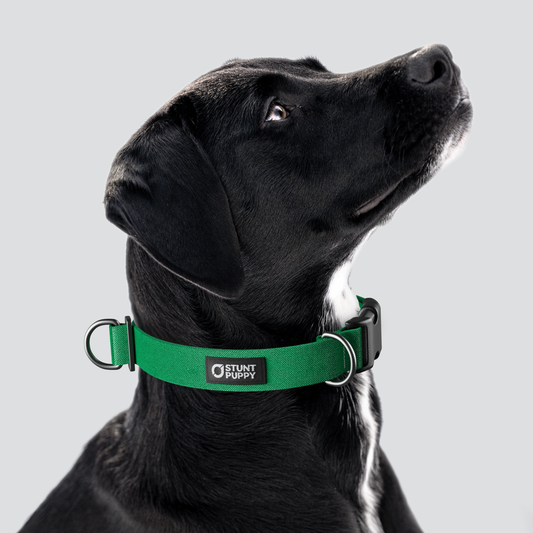 Clover Monochrome Everyday Collar — Large