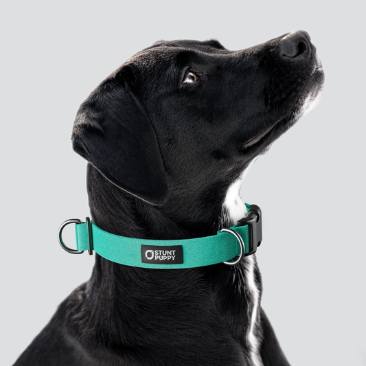 Lagoon Monochrome Everyday Collar