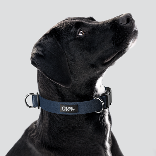 Lights Out Monochrome Everyday Collar — Large