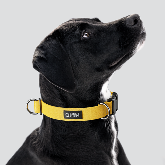 Marigold Monochrome Everyday Collar