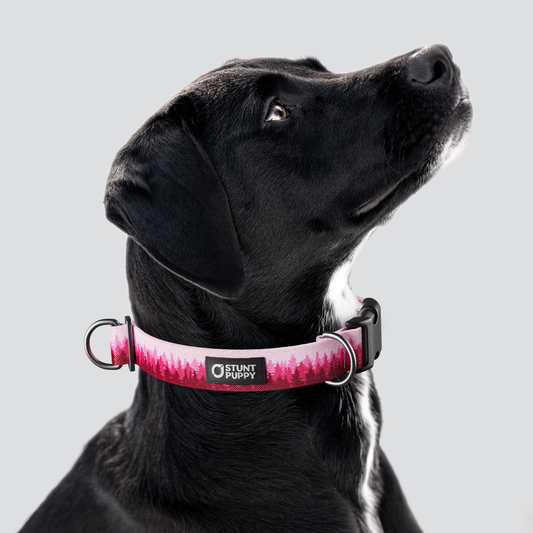 Pines Pink Everyday Collar