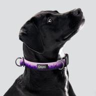 Pines Purple Everyday Collar — Large