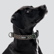 Pixie Brown Teal Everyday Collar — Large