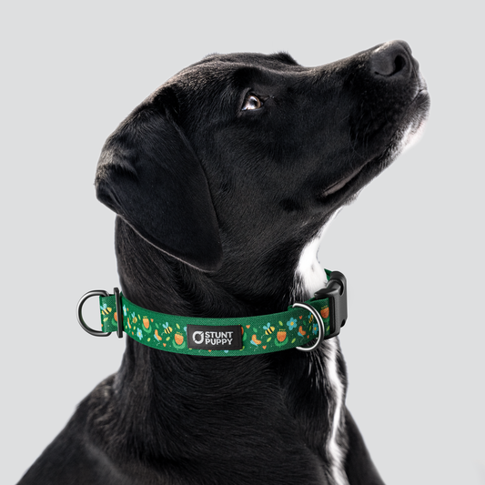 Pollinator Everyday Collar — Large