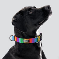 Rainbow Everyday Collar — Large
