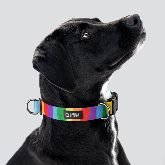 Rainbow Everyday Collar — Large