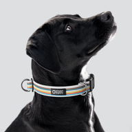Track Everyday Collar — Large