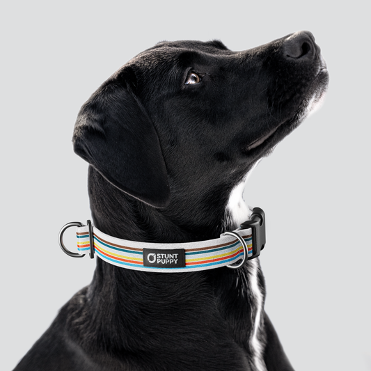 Track Everyday Collar — Large