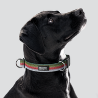 Rainbow Trout Everyday Collar — Large