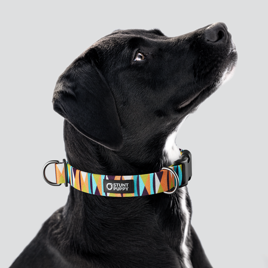 Zebras Gone Wild Hot Blue Everyday Collar — Large